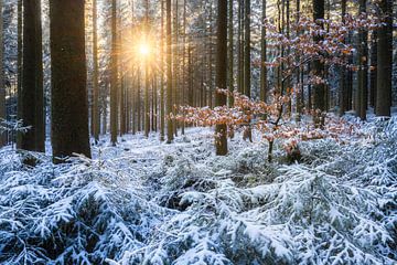 Zon in het winterse bos