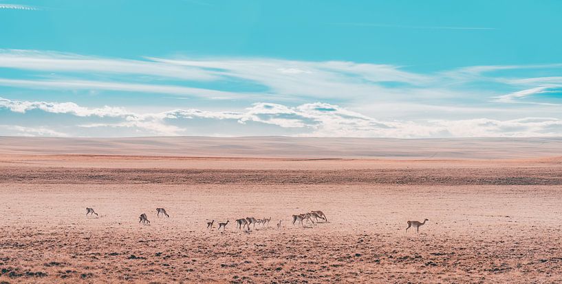 Lamas in Argentinien von Hege Knaven-van Dijke