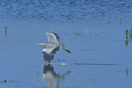 Grey Heron by Karin Jähne
