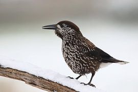 Nutcracker by Rob Belterman