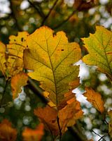Herbst