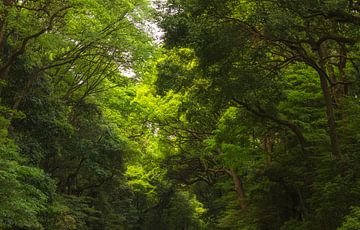 Parc Yoyogi - Tokyo (Japon) sur Marcel Kerdijk