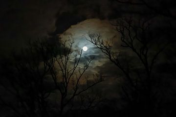 Zie de maan schijnt door de bomen van Miranda Jansen Fotografie