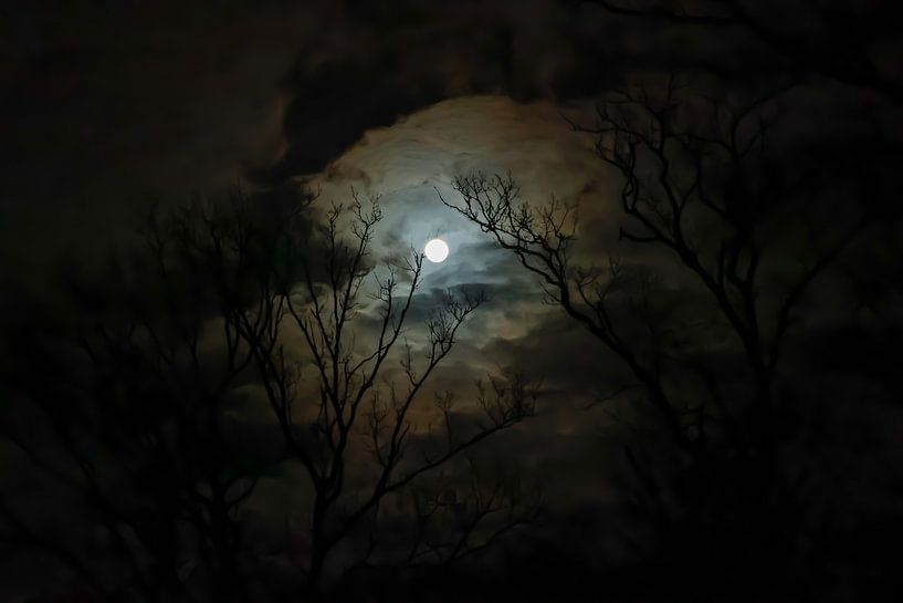 Voir la lune briller à travers les arbres par Miranda Jansen Fotografie