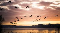 Oiseaux dans le soleil du matin