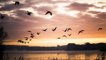 Vogels in de ochtendzon