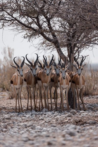 Springboks in Africa by Anouk Kooiman