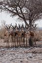 Springboks in Africa by Anouk Kooiman thumbnail