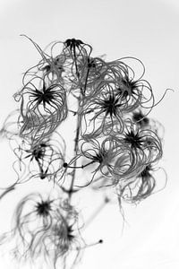 Clematis d'hiver