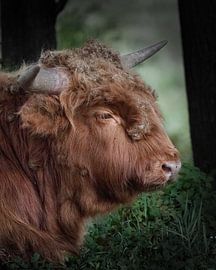 Head of Scottish Highlander by Liliane Jaspers