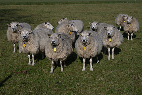 Genuine Dordrecht sheep