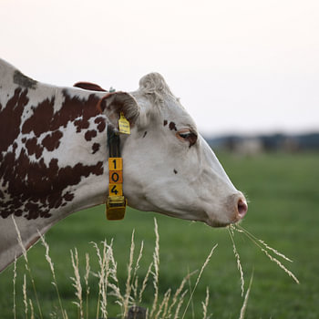 Coucher de soleil et image paisible d'une vache en train de brouter dans un pré
