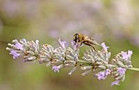 Sluipwesp op lavendel