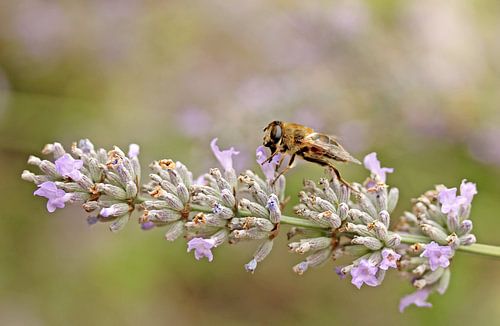 Sluipwesp op lavendel