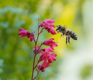 Makro einer fliegenden Biene vor einer Heuchera Blüte von ManfredFotos