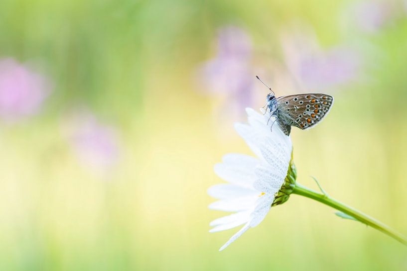 Papillon (bleu bruyère) dans la rosée par Francis Dost