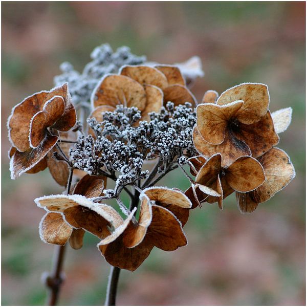froid glacial 1 par Henk Langerak