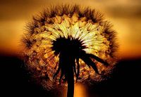 Heart of Gold