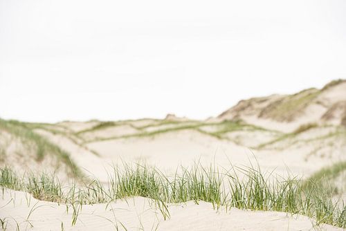 Duinen van Texel.