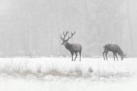 Edelherten in de sneeuw. van Albert Beukhof thumbnail