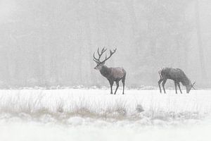 Rothirsche im Schnee.