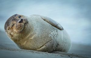 Robbe am Strand von Katwijk aan Zee