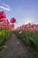 Tulpen op het land