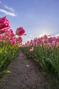 Tulips in the country