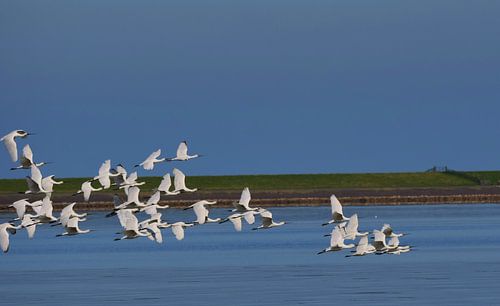 Lepelaars op Terschelling