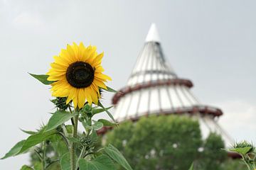 Sonnenblume und Jahrtausendturm in Magdeburg