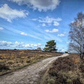 Landschapsfoto Veluwe, Veluwse vlakte van Marjolein van Middelkoop