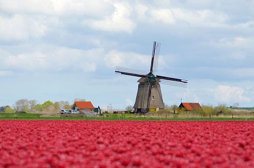 Hollands trots in een bollenveld