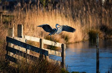 Blue Heron by Rob Wareman Fotografie