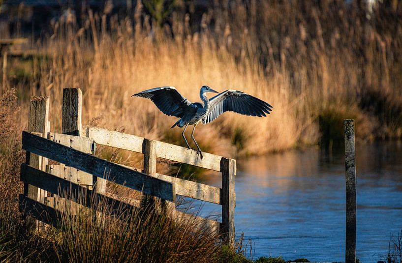 Blaureiher von Rob Wareman Fotografie