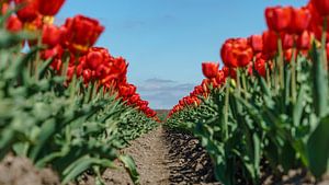 Champ de bulbes de tulipes dans le Flevopolder.