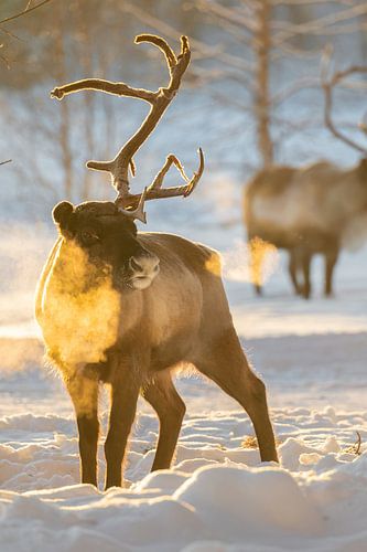 Imposing reindeer in the snow during the golden hour by Krijn van der Giessen
