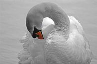Zwaan zwart wit met kleurelement van Yvonne Steenbergen thumbnail