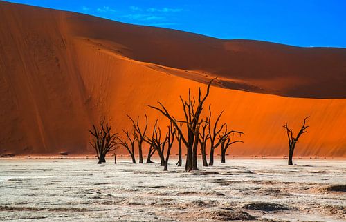 Kale, oude bomen in Deadvlei, Namibië