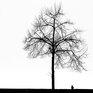 Die Taube