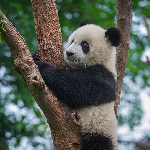 Liebenswerter Pandabär im Baum (Riesenpanda)