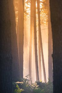 Photographie forestière "le coup d'œil à l'intérieur".