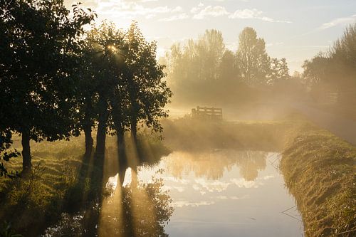 De zon breekt door de bomen