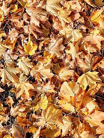 Autumn Leaves 3 by Dorothy Berry-Lound