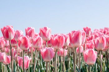 La promesse du printemps : la beauté des tulipes roses de Hollande du Nord&quot ;