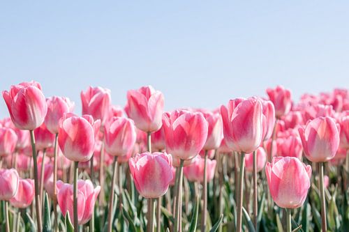 "Frühlingsversprechen: Die rosa Tulpenschönheit von Nordholland" von Chantal Goos