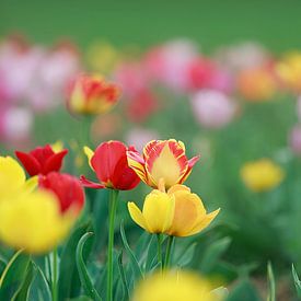 Un champ de tulipes colorées dans les tons rouge, jaune et orange crée une ambiance printanière. sur Thomas Heitz