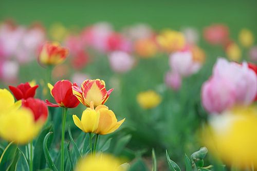 Een veld vol kleurrijke tulpen in rood, geel en oranje creëert een lenteachtige sfeer