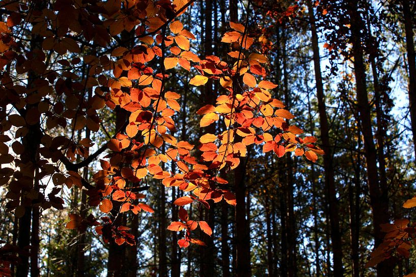 Beech by Thomas Jäger