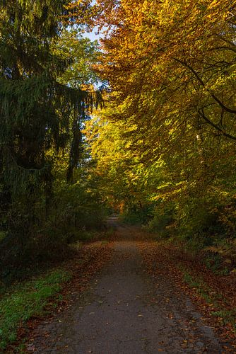 walk through the autumn colorful forest