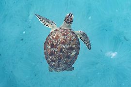 A turtle in the calm blue waters of the Caribbean Sea by Amber Valerie Nijdam